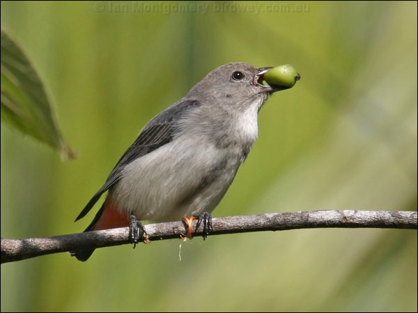Mistletoebird mistletoebird_15679.psd