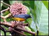 Click here to enter gallery and see photos/pictures/images of Orange-bellied Flowerpecker