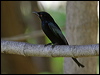 Click here to enter gallery and see photos/pictures/images of Spangled Drongo