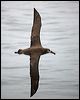 blackfoot_albatross_107358