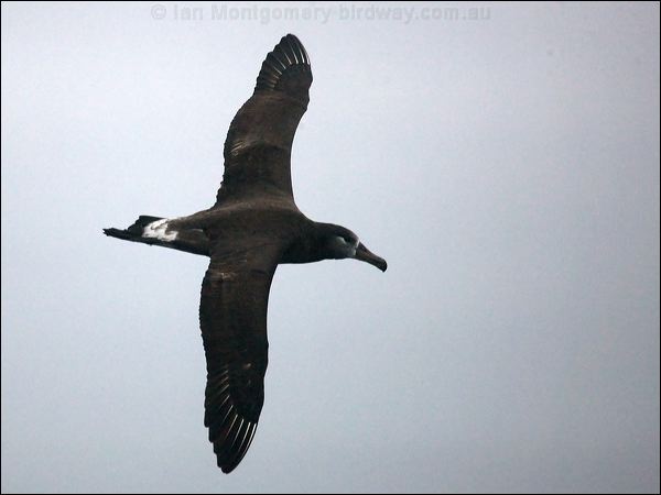 Black-footed Albatross blackfoot_albatross_107133.psd