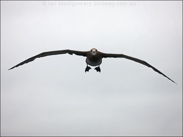 Black-footed Albatross blackfoot_albatross_107324.psd