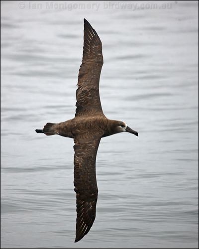 Black-footed Albatross blackfoot_albatross_107358.psd