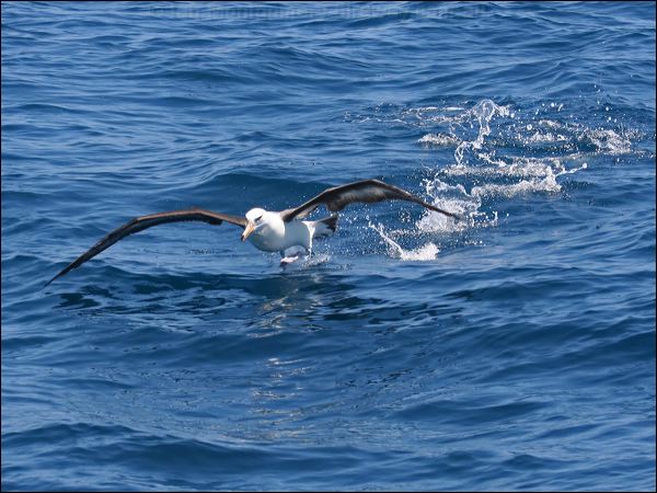 Campbell Albatross campbell_albatross_44084.psd