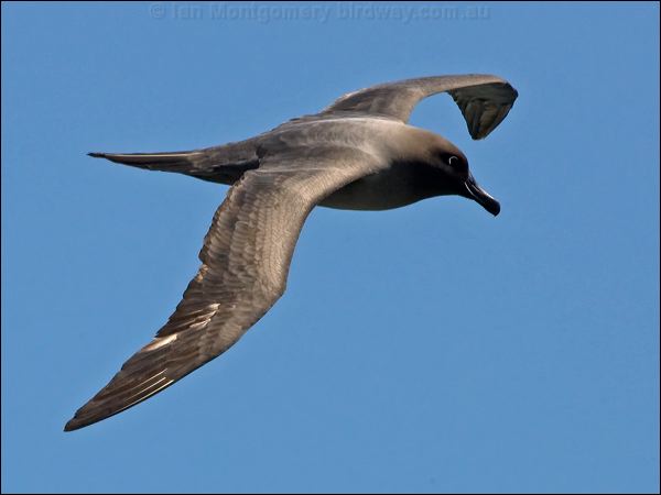 Light-mantled Albatross lt_mantle_albatross_124430.psd