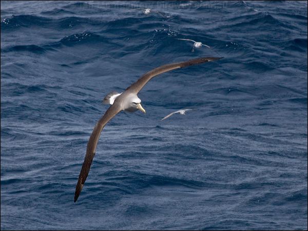 Salvin's Albatross salvins_albatross_123469.psd