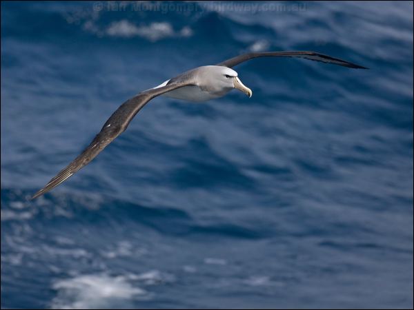 Salvin's Albatross salvins_albatross_123513.psd