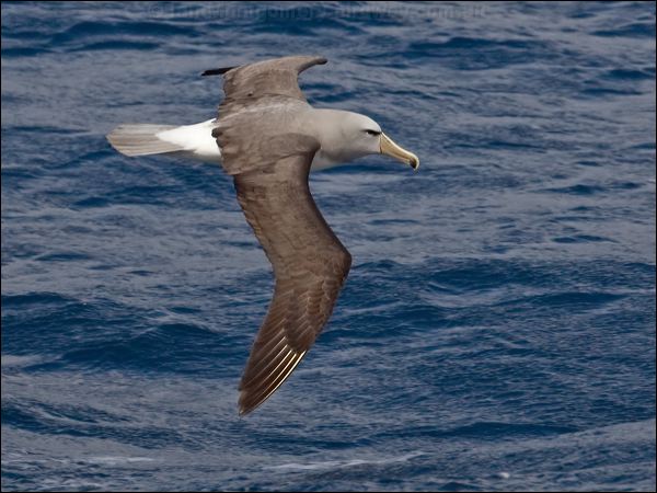 Salvin's Albatross salvins_albatross_123535.psd