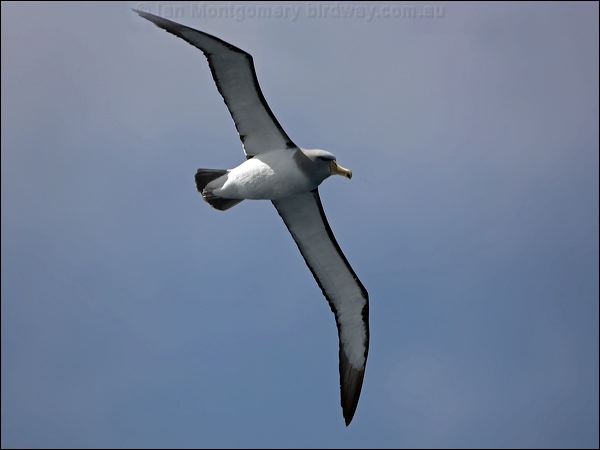 Salvin's Albatross salvins_albatross_123634.psd