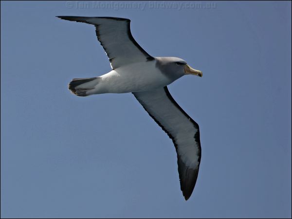 Salvin's Albatross salvins_albatross_123635.psd