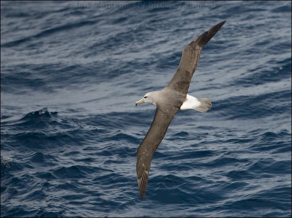 Salvin's Albatross salvins_albatross_123771.psd