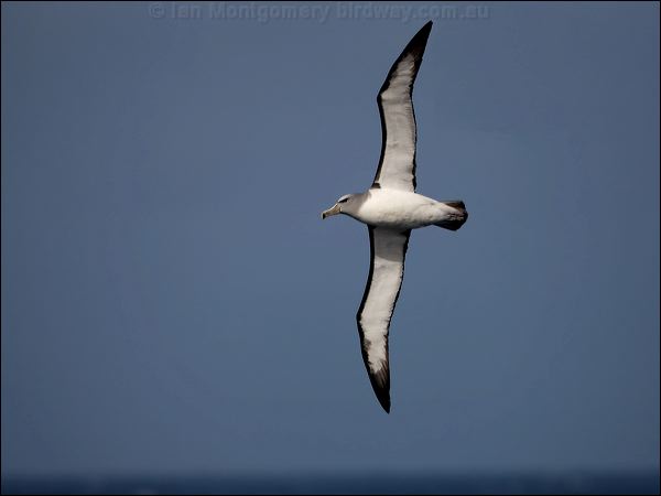 Salvin's Albatross salvins_albatross_123842.psd