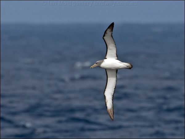 Salvin's Albatross salvins_albatross_123854.psd