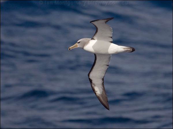 Salvin's Albatross salvins_albatross_123855.psd