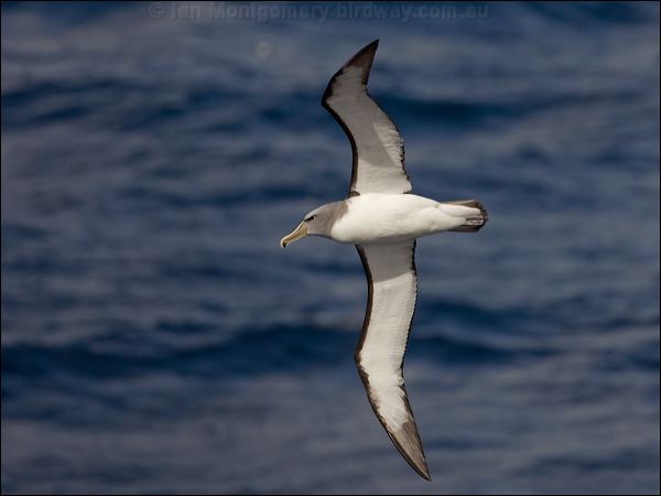 Salvin's Albatross salvins_albatross_123879.psd