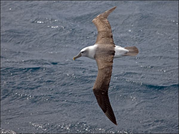 Shy Albatross shy_albatross_127154.psd