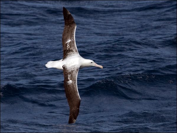 Southern Royal Albatross s_royal_albatross_123807.psd