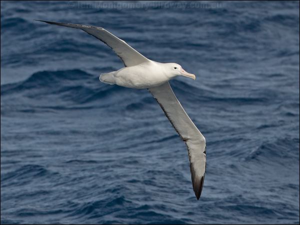 Southern Royal Albatross s_royal_albatross_123810.psd