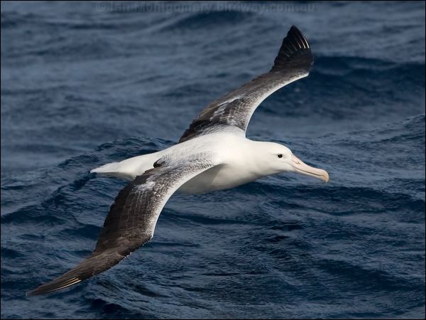 Southern Royal Albatross s_royal_albatross_123812.psd