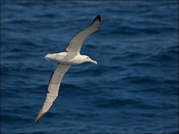 Southern Royal Albatross s_royal_albatross_123819.psd