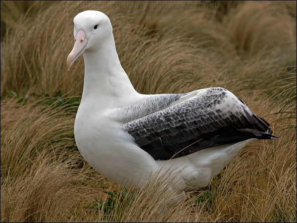 Southern Royal Albatross s_royal_albatross_125203.psd
