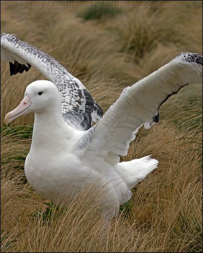 Southern Royal Albatross s_royal_albatross_125205.psd