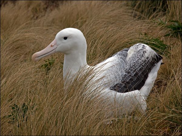 Southern Royal Albatross s_royal_albatross_125213.psd
