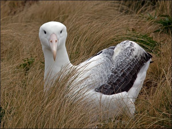 Southern Royal Albatross s_royal_albatross_125214.psd