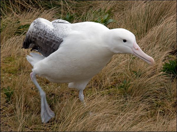 Southern Royal Albatross s_royal_albatross_125215.psd
