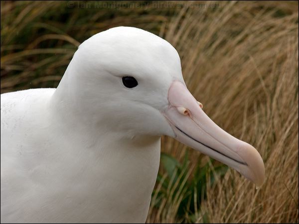 Southern Royal Albatross s_royal_albatross_125222.psd