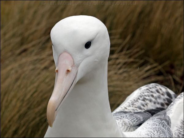 Southern Royal Albatross s_royal_albatross_125225.psd