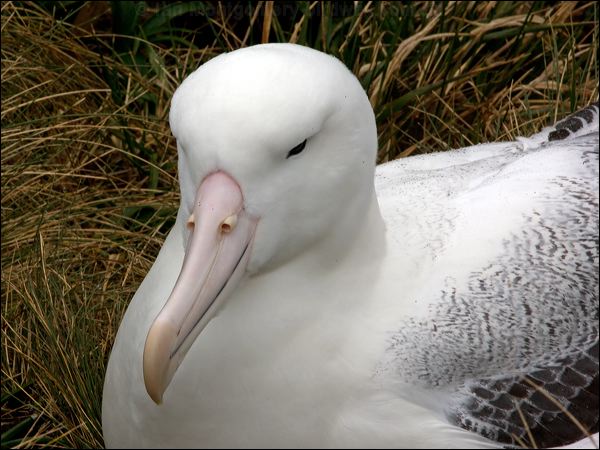 Southern Royal Albatross s_royal_albatross_125266.psd