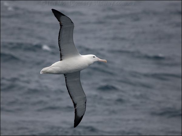 Southern Royal Albatross s_royal_albatross_127405.psd