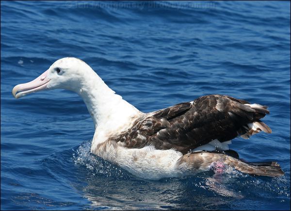 Antipodean Albatross antipodeanalbatross_44034.psd