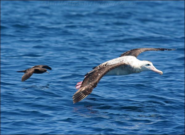 Antipodean Albatross antipodeanalbatross_44101.psd