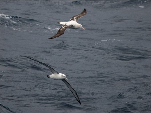 Antipodean Albatross shy_antip_albatross_127617.psd