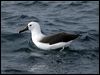 Click here to enter gallery and see photos of Indian Yellow-nosed Albatross