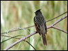 crested_bunting_16791