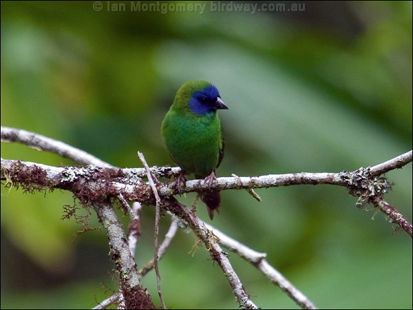 Parrot Finch