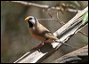 long_tailed_finch_09546