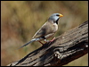 long_tailed_finch_09564