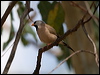 long_tailed_finch_92464