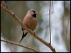 long_tailed_finch_92533