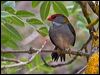 red_browed_finch_163991
