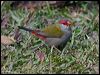 red_browed_finch_167232