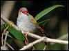 red_browed_finch_20035
