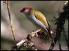red_browed_finch_62540