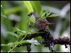 red_browed_finch_64542