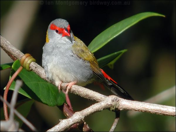 Red-browed Finch red_browed_finch_20035.psd