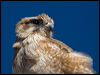 Click here to enter gallery and see photos of Brown Falcon